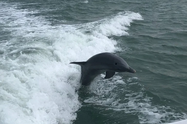 Dolphin arcing through the boat wake on a Nags Head dolphin watch