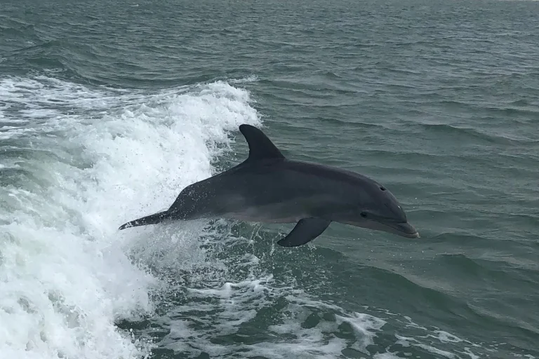 Dolphin surfacing beside the boat wake on a private dolphin tour