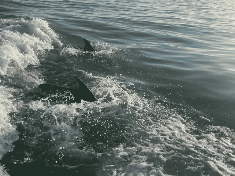 Dolphin leaping fully out of the water in the Outer Banks