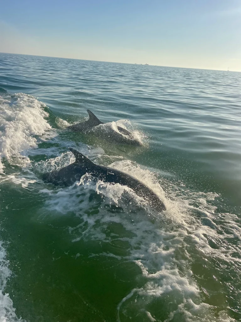 Two dolphins surfacing in the boat's wake