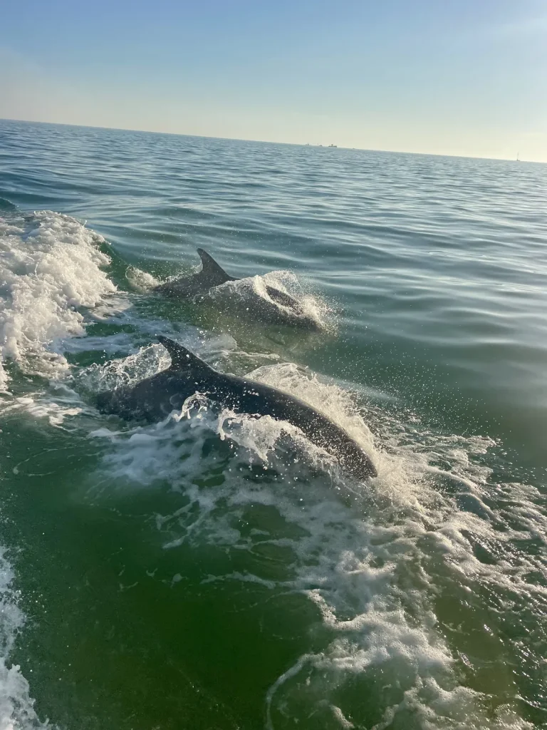 dolphins jumping in boat wake in Nags Head