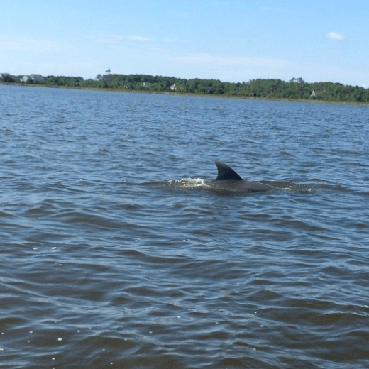 a dolphin swimming in the waters of nags head.