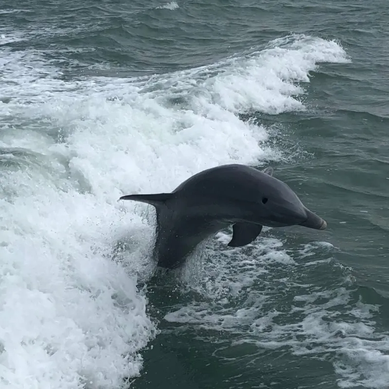 A playful dolphin jumping out of the water for guests on a nags head dolphin tour.