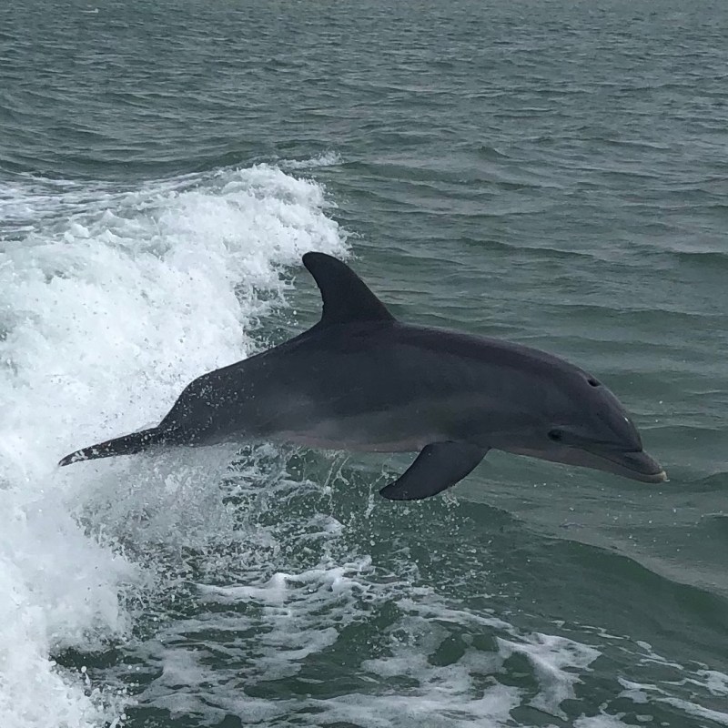 A dolphin jumping in the wake of Causeway watersports Dolphin tour boat.