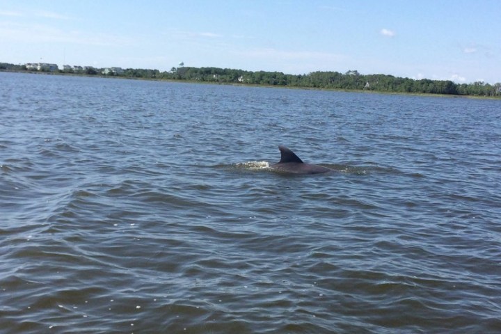 a group of dolphin swimming next to Causeway Watersports dolphin cruise boat.